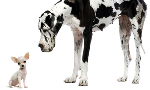 big dog small dog Dalmatian and Chihuahua