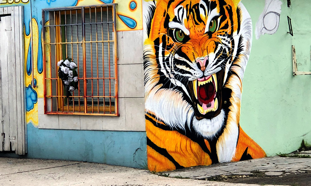 An abandoned shop inland Bahamas is decorated with a bright and beautiful graffiti painting of a roaring tiger.