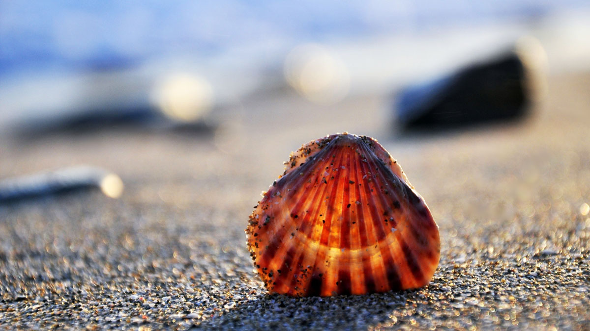little big things - scallop shell in sand on a sunny beach - The Best Advice So Far