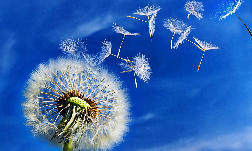 The Best Advice So Far - someday soon - dandelion seeds blowing away