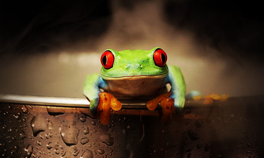 The Best Advice So Far - un-dumb frog