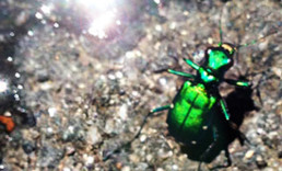 Six-Spotted Tiger Beetle