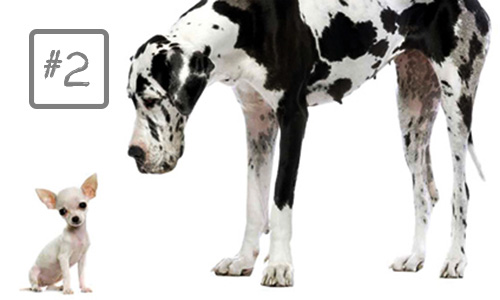 big small dogs dalmatian chihuahua 