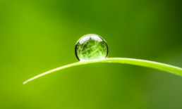 the basics - water droplet on blade of grass - The Best Advice So Far